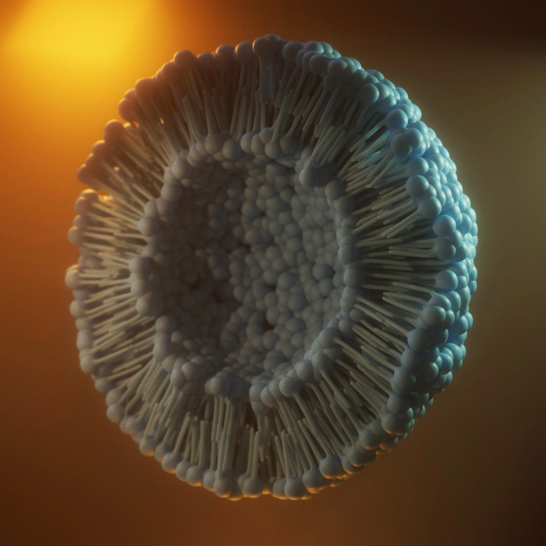 Phospholipid bilayer 3D render — cross-section of cell membrane dynamics and lipid structure, scientific illustration by Juan Pedro Bozzolo